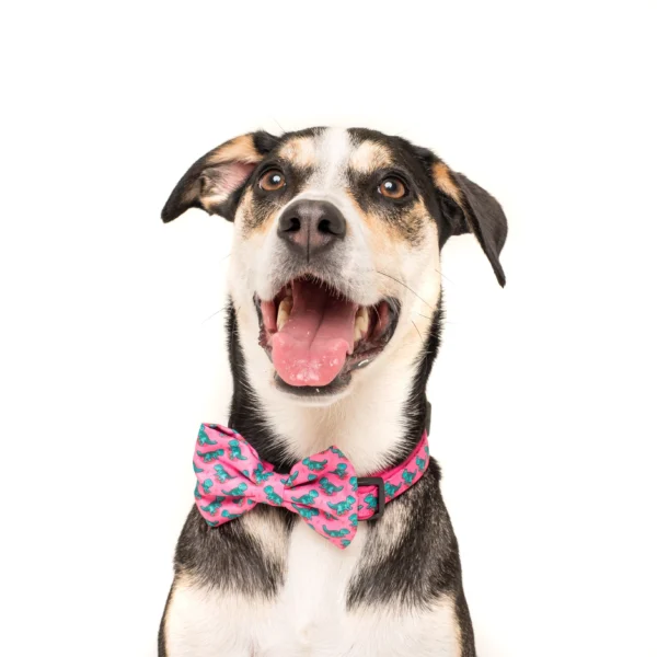 Big & Little Dogs 'Princess-asaurus' Adjustable Dog Collar