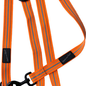 Orange Dog & Co Sports Training Lead