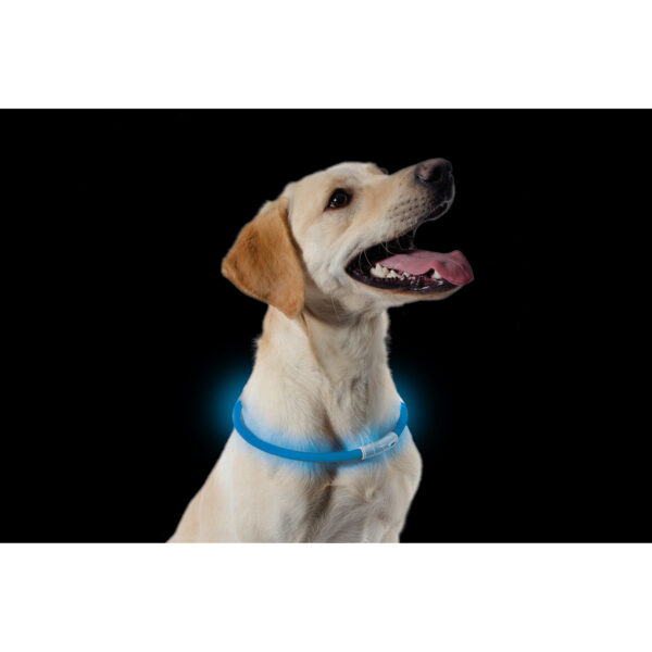 Blue Ancol Flashing Dog Band Night Safety Dog Collar