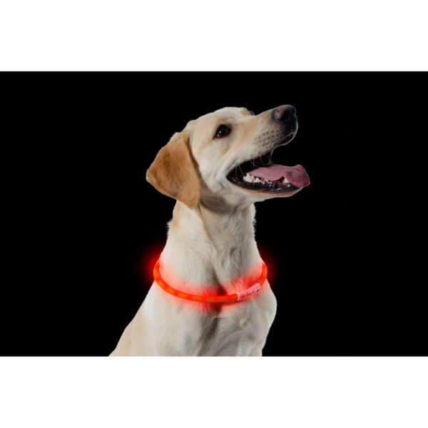 Orange Ancol Flashing Dog Band Night Safety Dog Collar