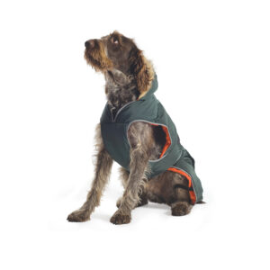 Dog wearing a Ancol Green Parka Dog Coat with a water-resistant exterior, fleece lining and a faux-fur hood