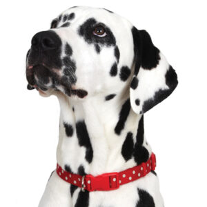 Red Polka Dot Adjustable Dog Collar by Ancol with a clip fastener