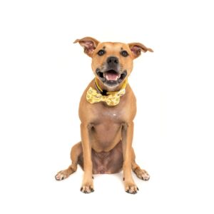Big & Little Dogs 'Bee-Hiving' Bee and Honey Pot print Dog Collar and Detachable Bow Tie