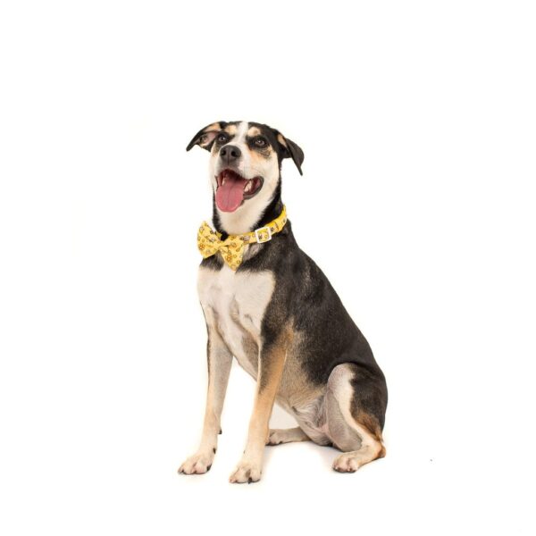 Big & Little Dogs 'Bee-Hiving' Bee and Honey Pot print Dog Collar and Detachable Bow Tie