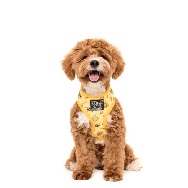 Cute dog wearing a Big & Little Dogs 'Bee-Hiving' Bee Print Adjustable Dog Harness