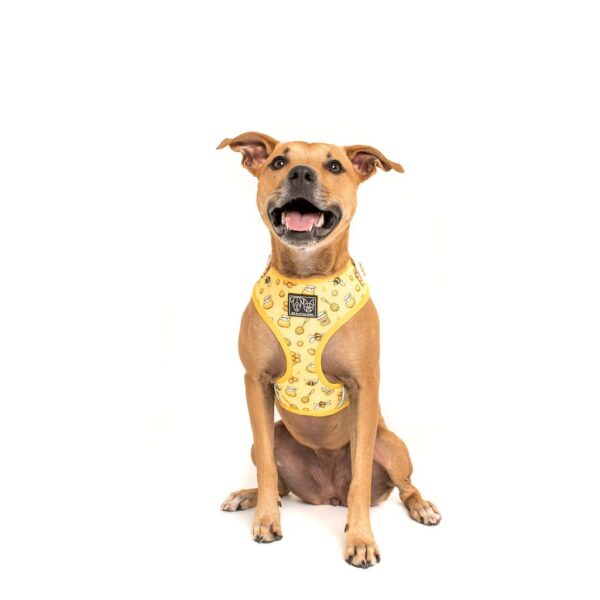 Staffie wearing a Big & Little Dogs 'Bee-Hiving' Bee Print Adjustable Dog Harness