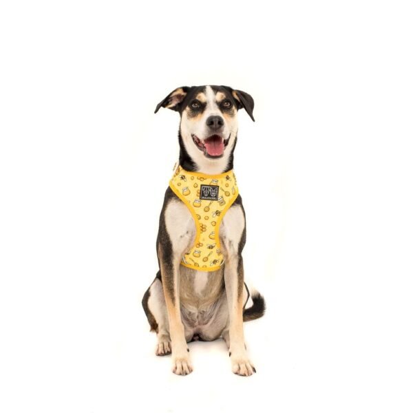Cute dog wearing a Big & Little Dogs 'Bee-Hiving' Bee Print Adjustable Dog Harness