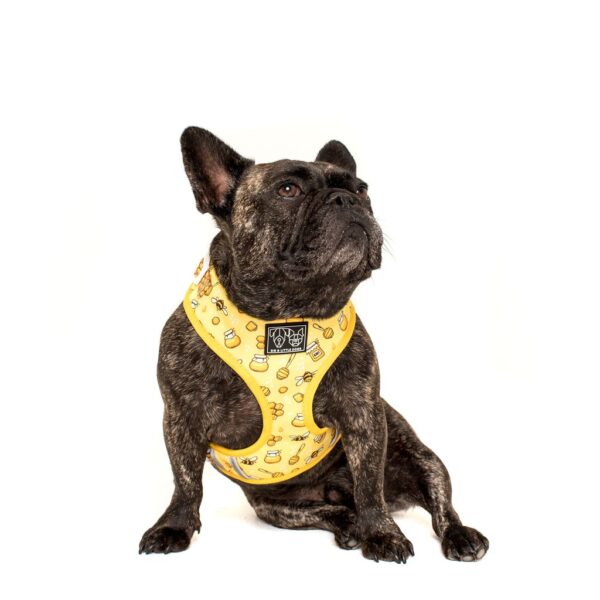 French Bulldog wearing a Big & Little Dogs 'Bee-Hiving' Bee Print Adjustable Dog Harness