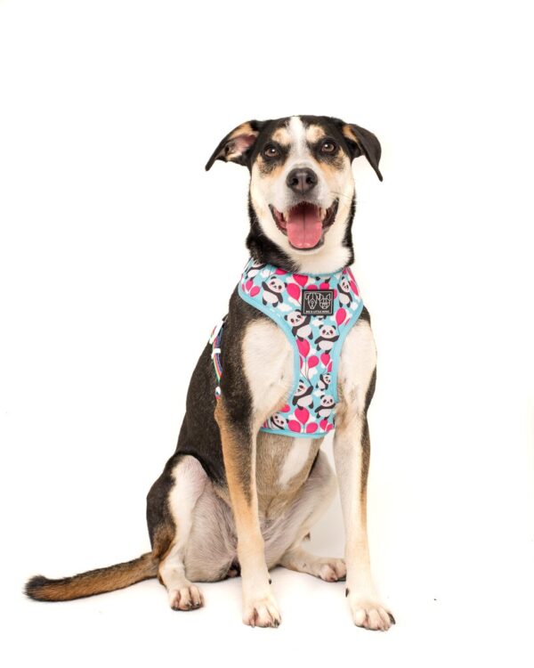 Cute dog wearing Big & Little Dogs 'Beary Cute' Panda and Rainbow Print Reversible Blue Dog Harness