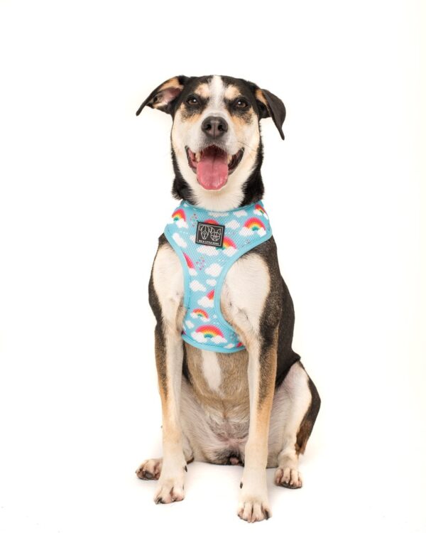 Cute dog wearing Big & Little Dogs 'Beary Cute' Panda and Rainbow Print Reversible Blue Dog Harness