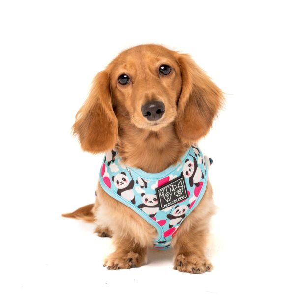 Dachshund wearing Big & Little Dogs 'Beary Cute' Panda and Rainbow Print Reversible Blue Dog Harness