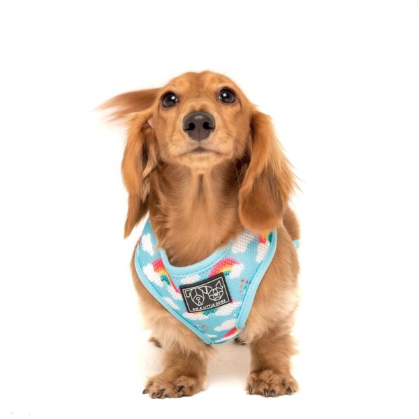 Dachshund wearing Big & Little Dogs 'Beary Cute' Panda and Rainbow Print Reversible Blue Dog Harness