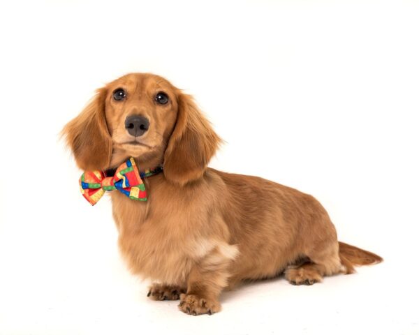 Big & Little Dogs 'Blocktastic' Lego Block Print Adjustable Red Dog Collar and Detachable Dog Bow Tie