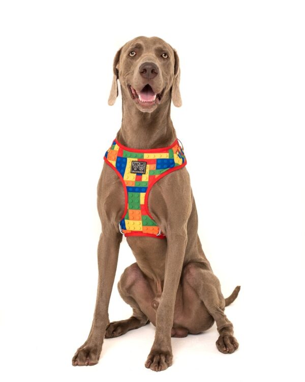 Big dog wearing Big & Little Dogs 'Blocktastic' Lego Block Print Adjustable Red Dog Harness