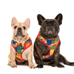 Two frenchies wearing Big & Little Dogs 'Blocktastic' Lego Block Print Adjustable Red Dog Harness