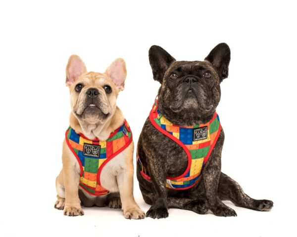 Two frenchies wearing Big & Little Dogs 'Blocktastic' Lego Block Print Adjustable Red Dog Harness