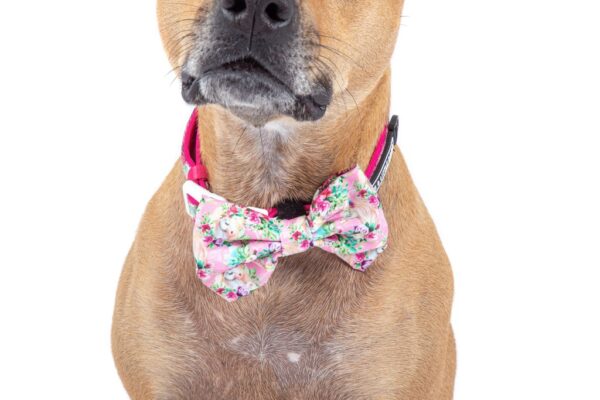 Big & Little Dogs 'Born to be a Unicorn' Dog Collar and Detachable Bow Tie