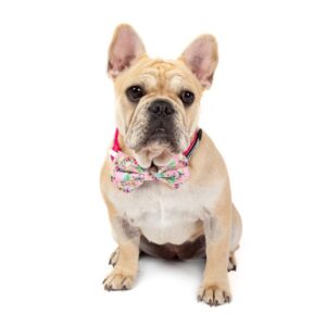 Frenchie wearing a Big & Little Dogs 'Born to be a Unicorn' Dog Collar and Detachable Bow Tie