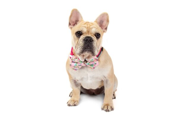 Frenchie wearing a Big & Little Dogs 'Born to be a Unicorn' Dog Collar and Detachable Bow Tie