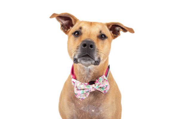 Staffie wearing a Big & Little Dogs 'Born to be a Unicorn' Dog Collar and Detachable Bow Tie