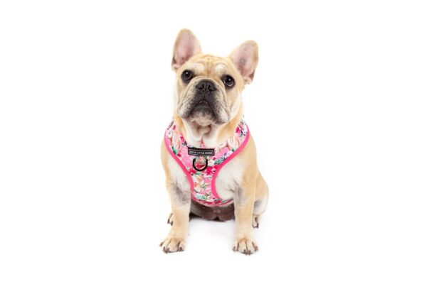 Frenchie wearing a Big & Little Dogs 'Born to be a Unicorn' Unicorn and Flower Adjustable Dog Harness