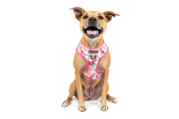 Staffie wearing a Big & Little Dogs 'Born to be a Unicorn' Unicorn and Flower Adjustable Dog Harness