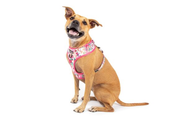 Staffie wearing a Big & Little Dogs 'Born to be a Unicorn' Unicorn and Flower Adjustable Dog Harness