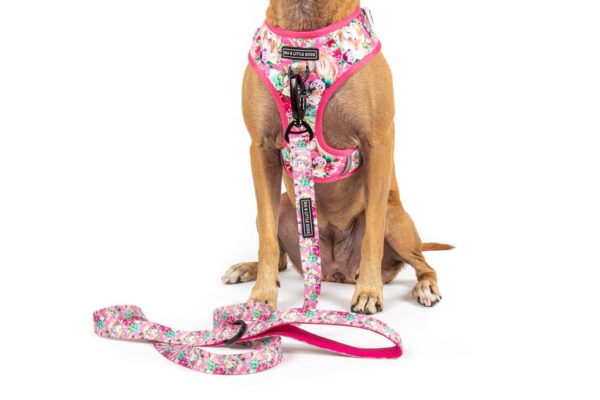 Big & Little Dogs 'Born to be a Unicorn' Unicorn and Flower Adjustable Dog Harness