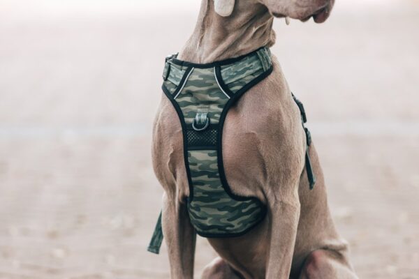 Big & Little Dogs 'Camouflaged' Camo Print All-Rounder Adjustable Dog Harness