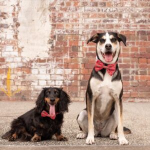 Cute dogs wearing Big & Little Dogs 'Cherrylicious' cherry print red Dog Collar and Detachable Bow Tie