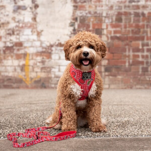 Cute dog wearing a Cherry design 'Cherrylicious' Classic Red Dog Harness by Big & Little Dogs