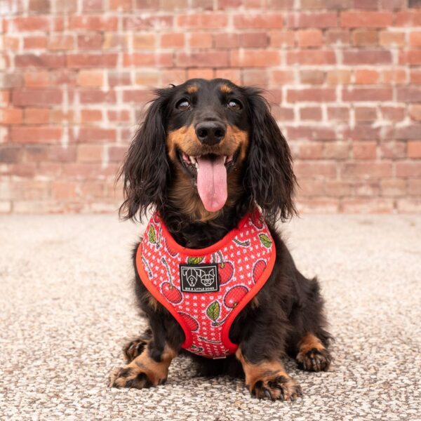 Dachshund wearing a Cherry design 'Cherrylicious' Classic Red Dog Harness by Big & Little Dogs