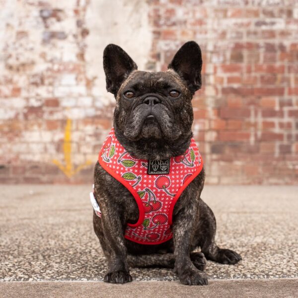 Frenchie wearing a Cherry design 'Cherrylicious' Classic Red Dog Harness by Big & Little Dogs