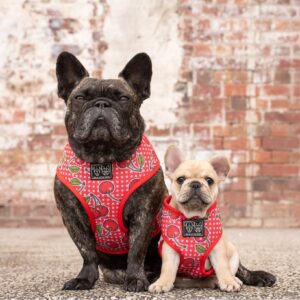 Two frenchies wearing a Cherry design 'Cherrylicious' Classic Red Dog Harness by Big & Little Dogs