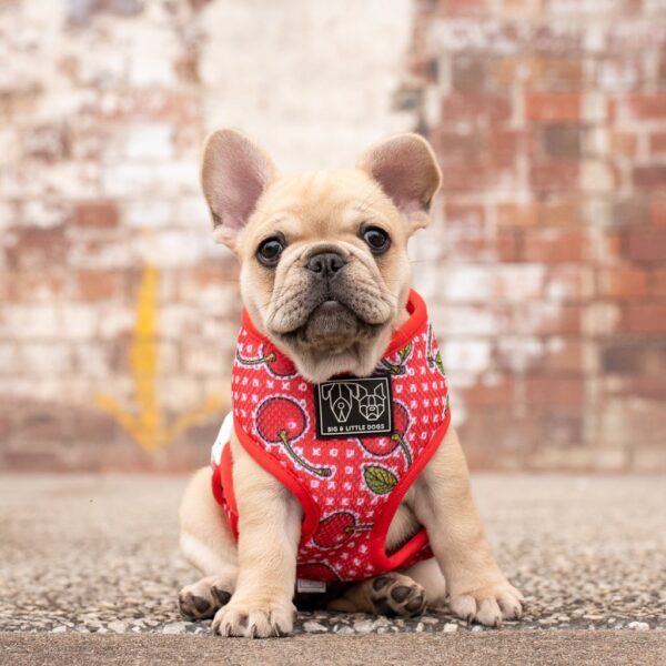 Frenchie puppy wearing a Cherry design 'Cherrylicious' Classic Red Dog Harness by Big & Little Dogs