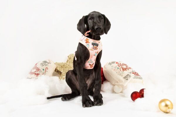 Big & Little Dogs 'Christmas Cookies' Adjustable Dog Harness