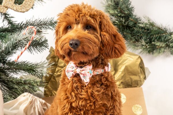 Big & Little Dogs 'Christmas Cookies' Christmas Dog Collar