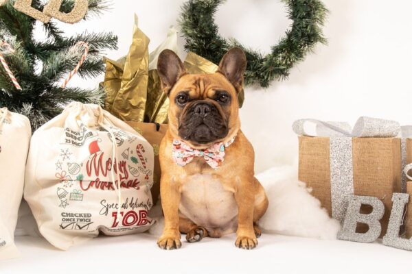 Big & Little Dogs 'Christmas Cookies' Christmas Dog Collar