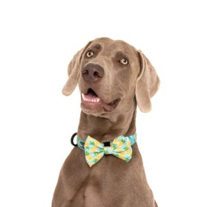 Big & Little Dogs 'Fine-apple' pineapple print blue Dog Collar and Detachable Bow Tie