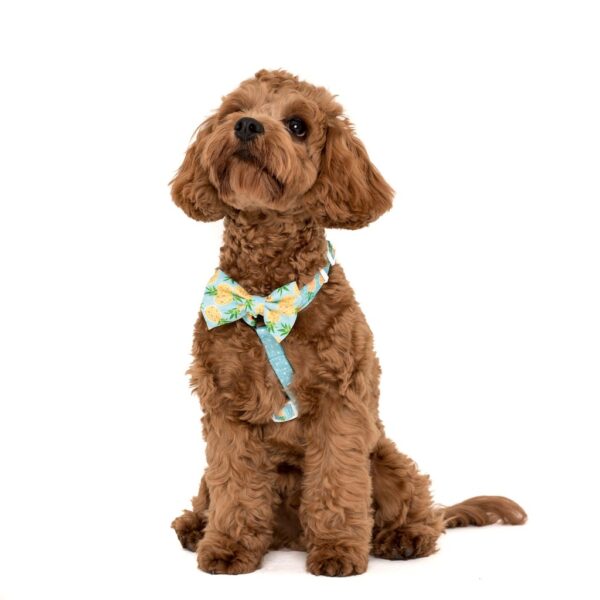 Cute dog wearing a Big & Little Dogs 'Fine-apple' blue Strap Dog Harness featuring a pineapple and dot print design