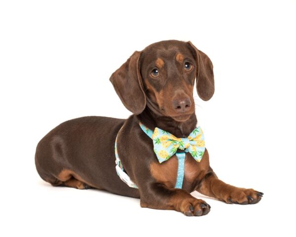 Dachshund wearing a Big & Little Dogs 'Fine-apple' blue Strap Dog Harness featuring a pineapple and dot print design