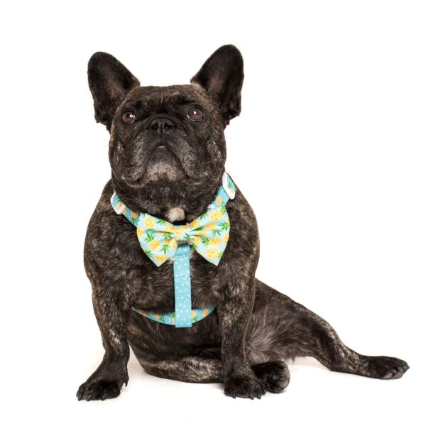 Frenchie wearing a Big & Little Dogs 'Fine-apple' blue Strap Dog Harness featuring a pineapple and dot print design