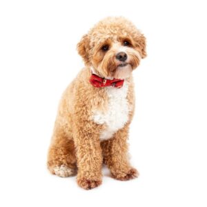 Big & Little Dogs 'Harry Pupper' Red Dog Collar and Detachable Bow Tie