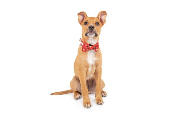 Big & Little Dogs 'Harry Pupper' Red Dog Collar and Detachable Bow Tie