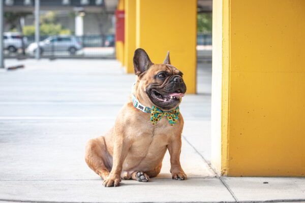 Big & Little Dogs 'Hello Sunshine' Adjustable Sunflower Print Dog Collar