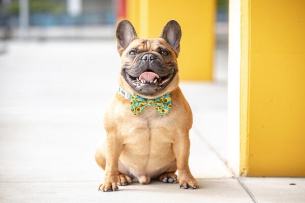 Big & Little Dogs 'Hello Sunshine' Adjustable Sunflower Print Dog Collar