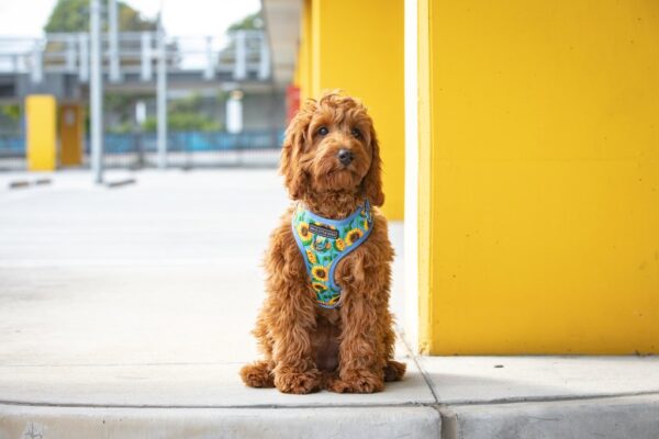 Big & Little Dogs 'Hello Sunshine' Adjustable Dog Harness