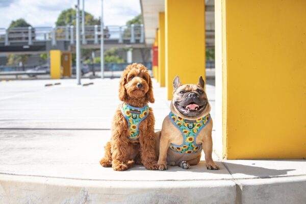 Big & Little Dogs 'Hello Sunshine' Adjustable Dog Harness