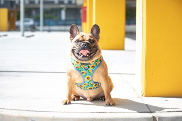 Big & Little Dogs 'Hello Sunshine' Adjustable Dog Harness