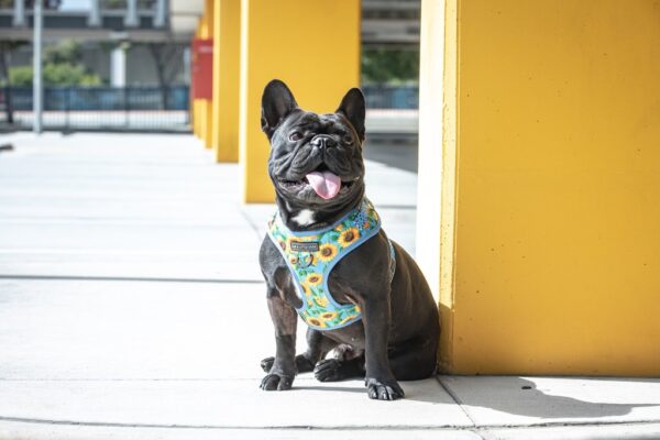 Big & Little Dogs 'Hello Sunshine' Adjustable Dog Harness